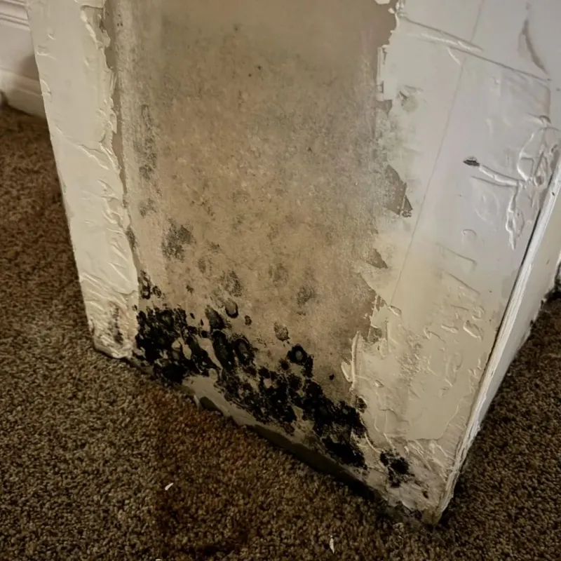 Professional Mold Removal in Somerset, KY